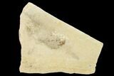 1.4" Fossil Fish (Diplomystus Birdi) - Hjoula, Lebanon - #162746-1